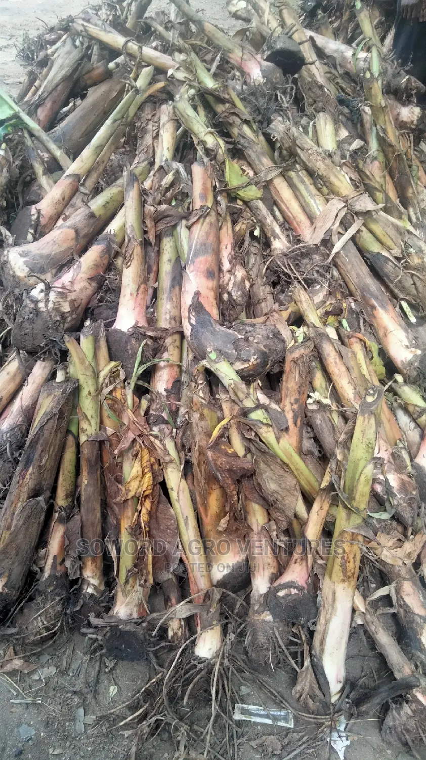 Hybrid Plantain and Banana Suckers