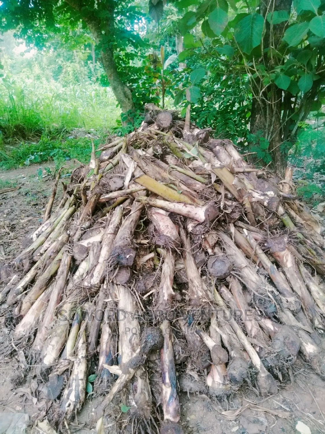 Hybrid Plantain and Banana Suckers