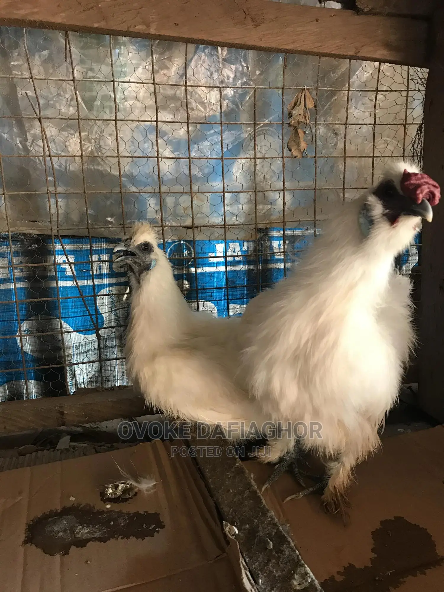 Pair of Adult Laying Silkies