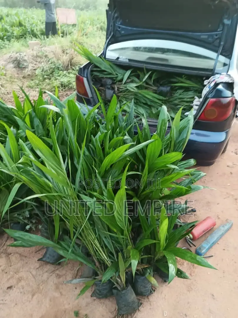 Tenera Hybrid Seedlings, Malaysian Super Gene Specie