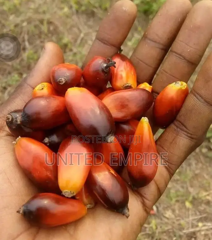 Tenera Hybrid Seedlings, Malaysian Super Gene Specie