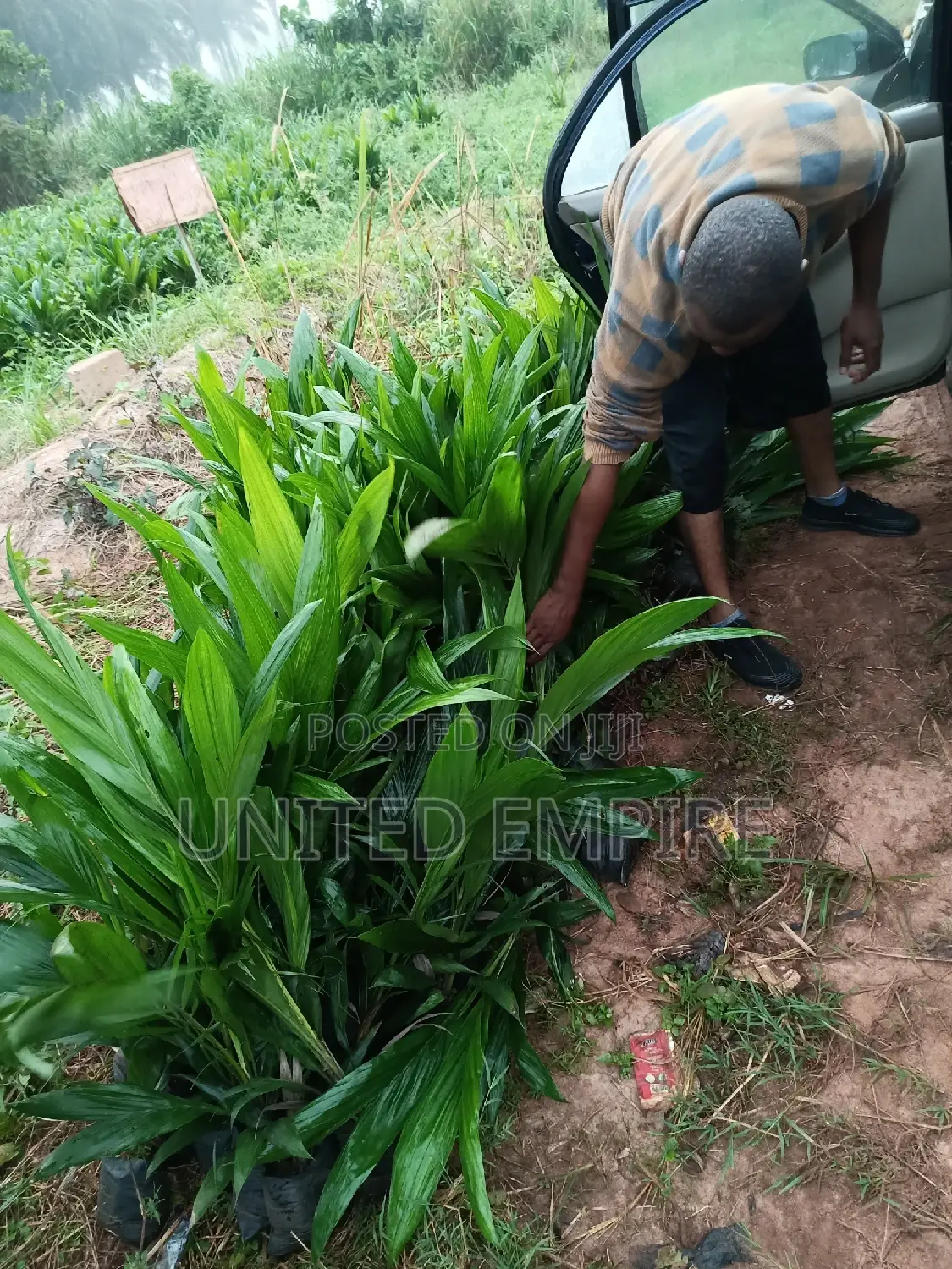 Tenera Hybrid Seedlings, Malaysian Super Gene Specie