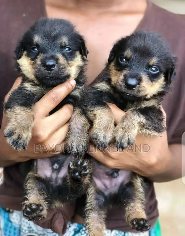 1-3 months Male Purebred Rottweiler