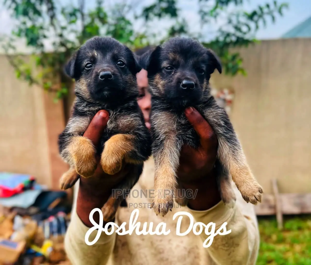 1-3 months Female Purebred German Shepherd