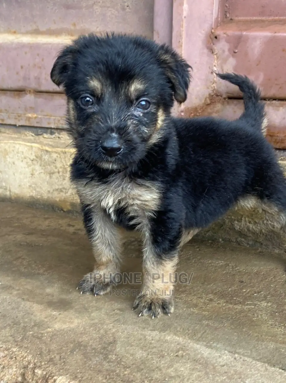 1-3 months Female Purebred German Shepherd