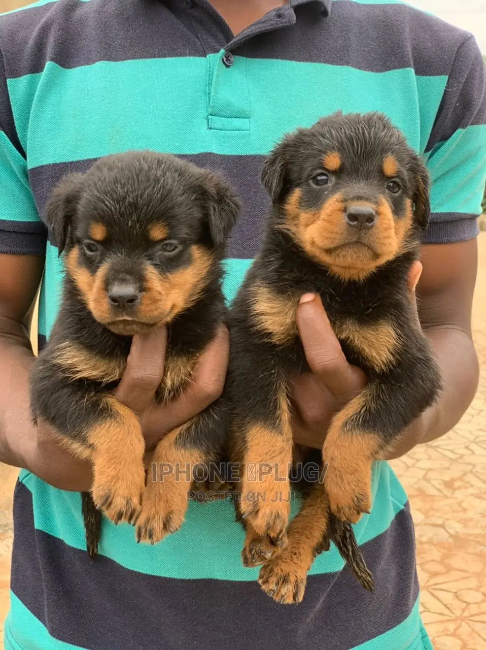 1-3 months Male Purebred Rottweiler