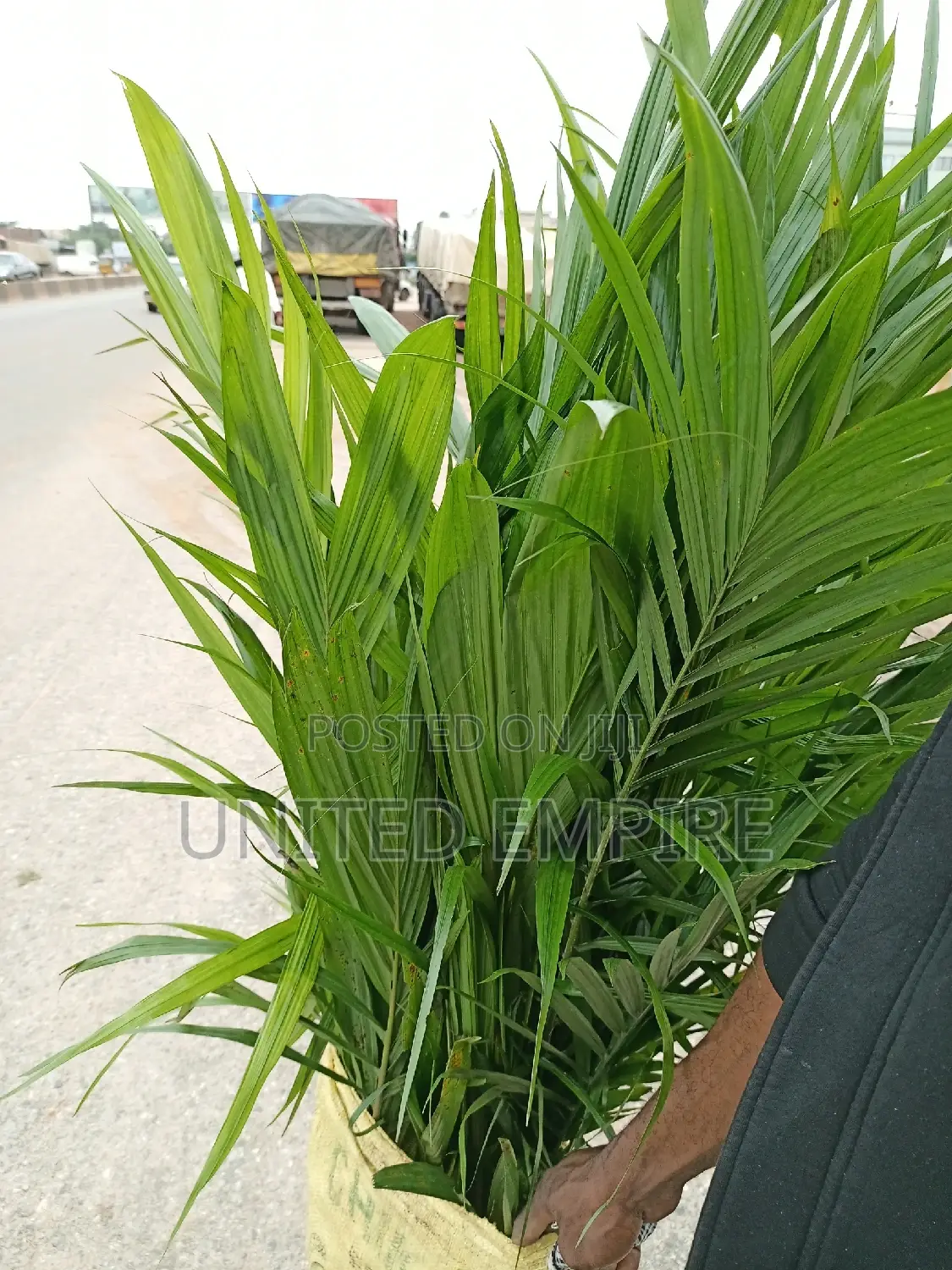 Agrio Hybrid Fruits
