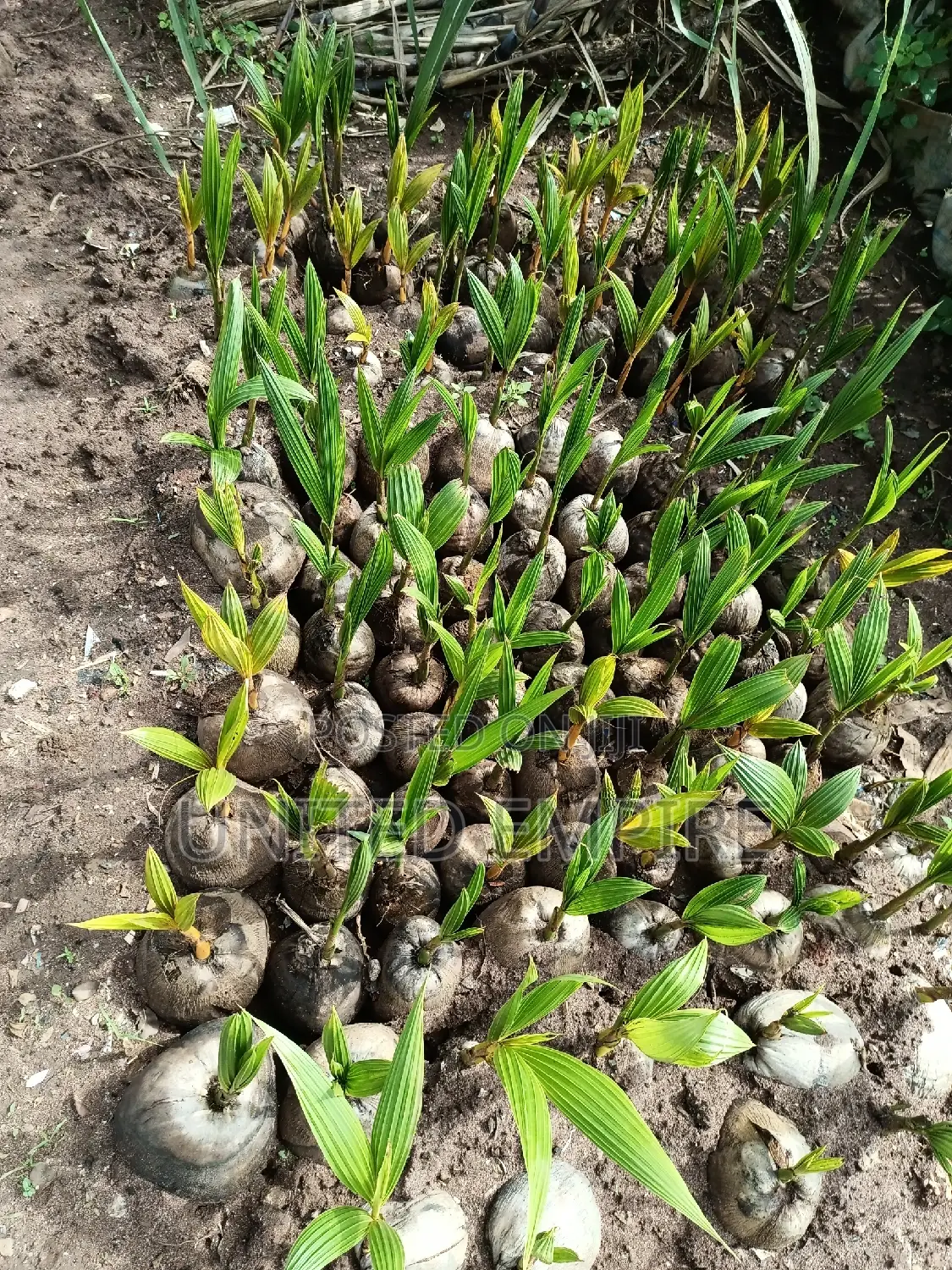 Agrio Hybrid Fruits