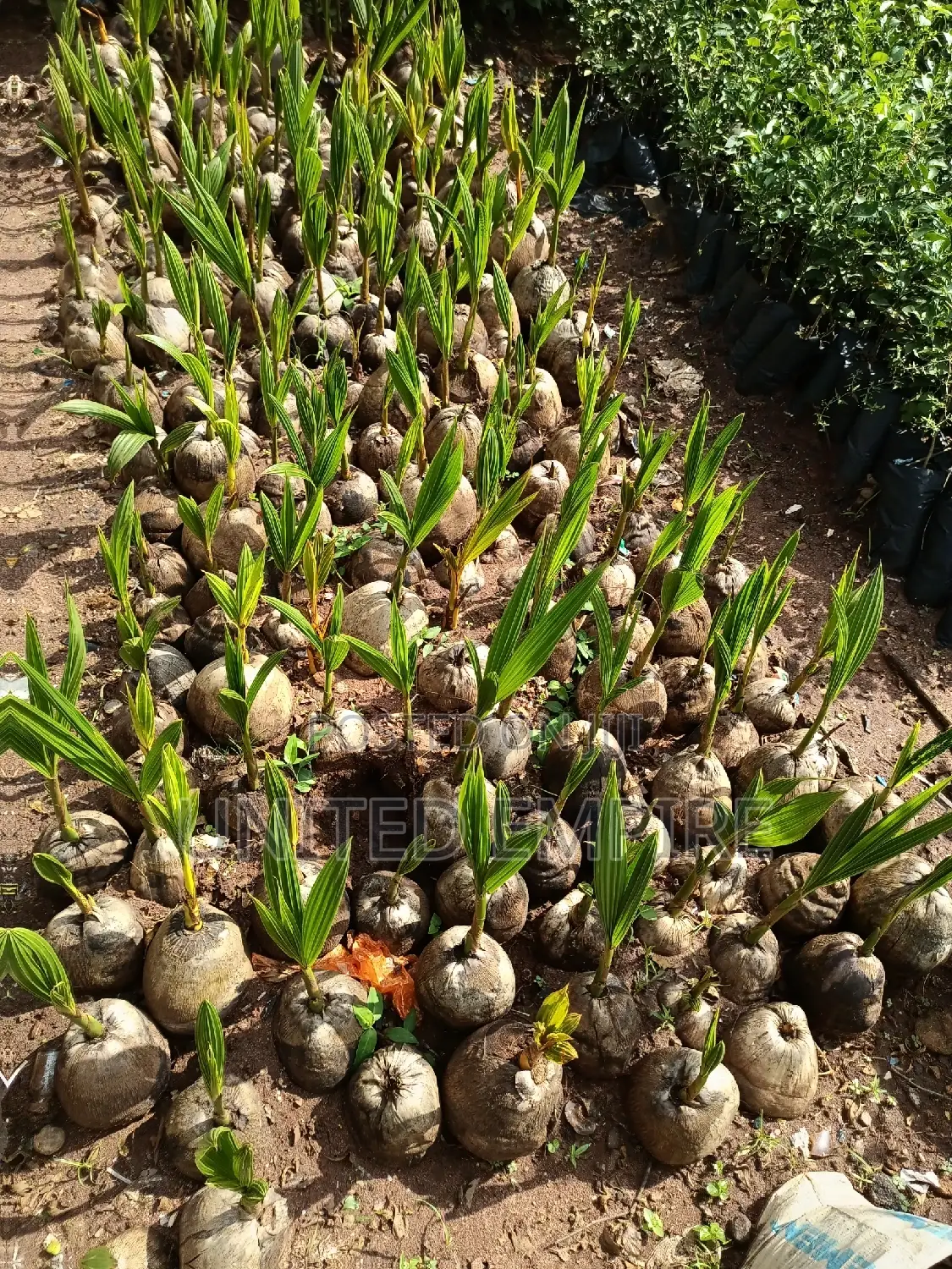 Agrio Hybrid Fruits