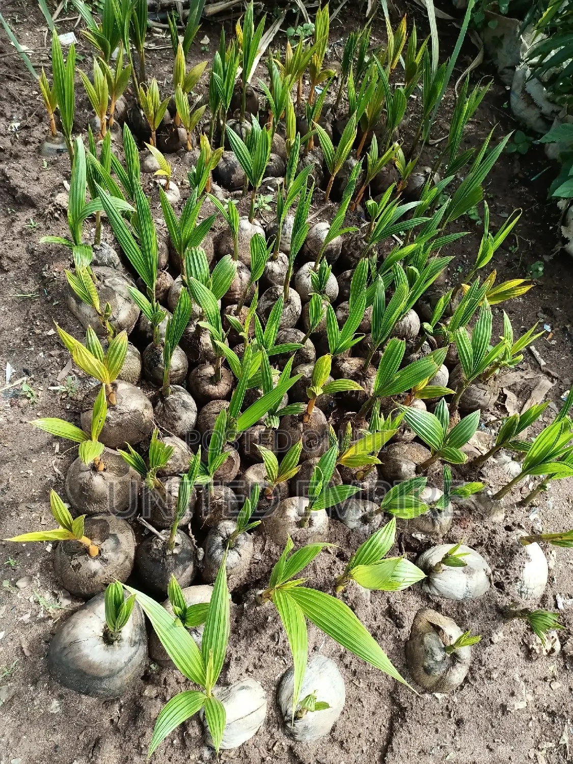 Agrio Hybrid Fruits