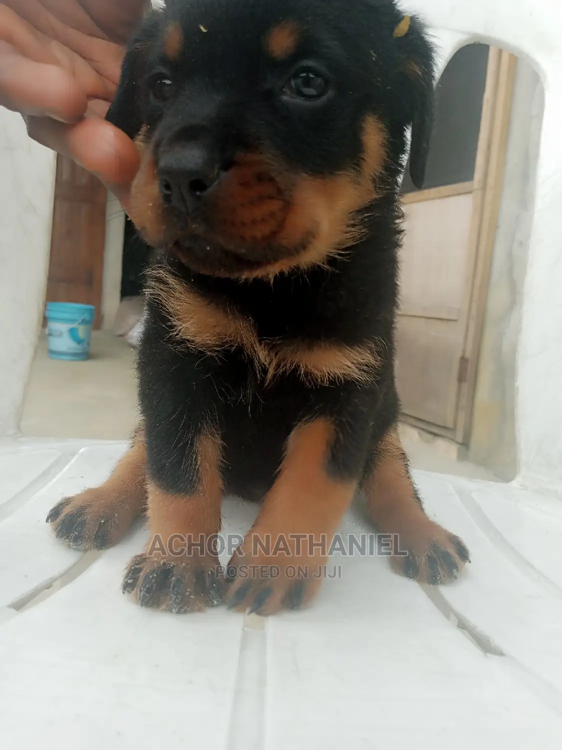 1-3 months Female Purebred Rottweiler