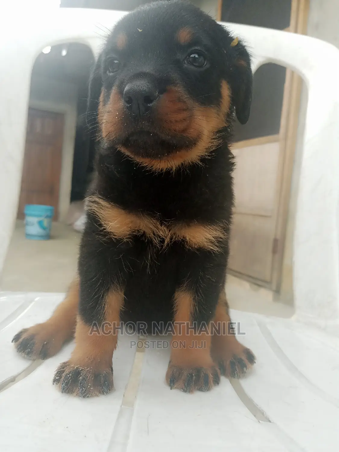 1-3 months Female Purebred Rottweiler