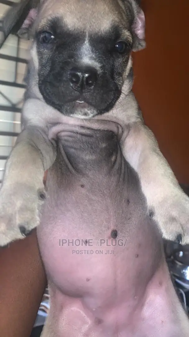 1-3 months Male Purebred Boerboel