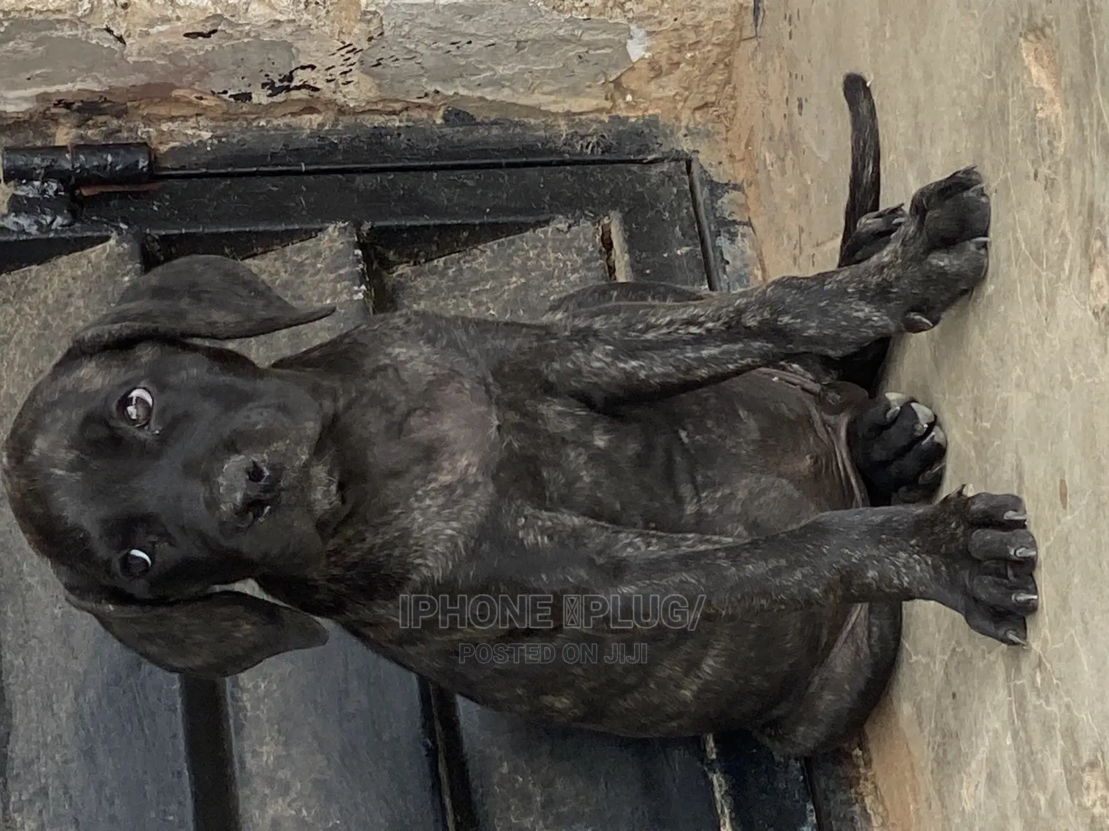 1-3 months Male Purebred Boerboel