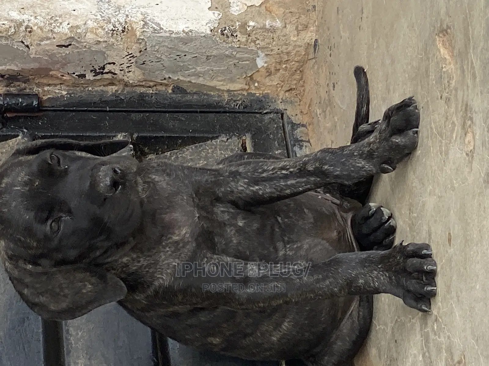 1-3 months Male Purebred Boerboel