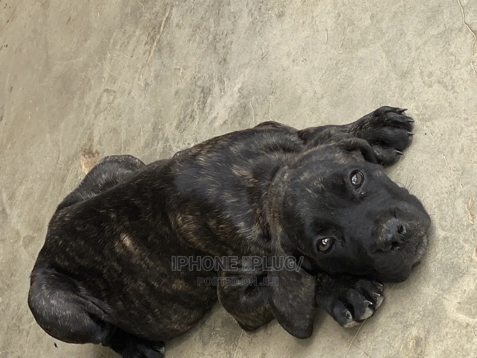 1-3 months Male Purebred Boerboel