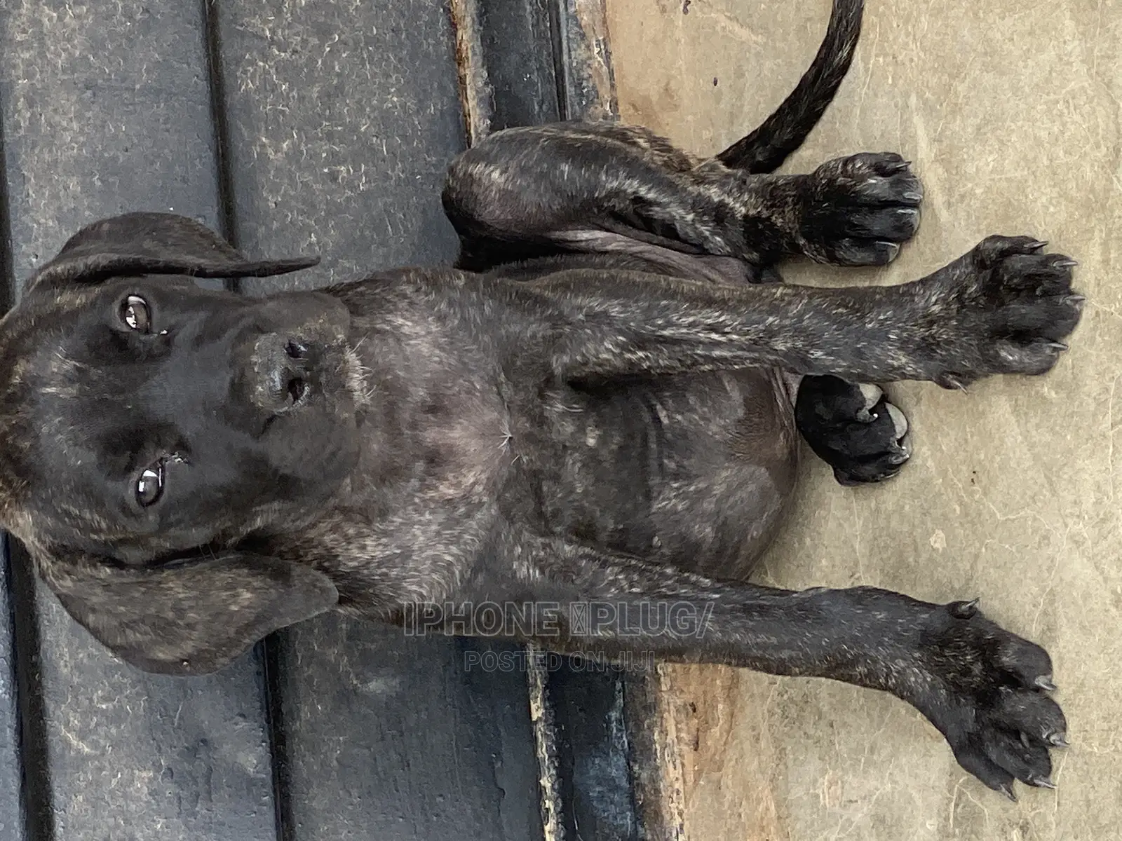 1-3 months Male Purebred Boerboel