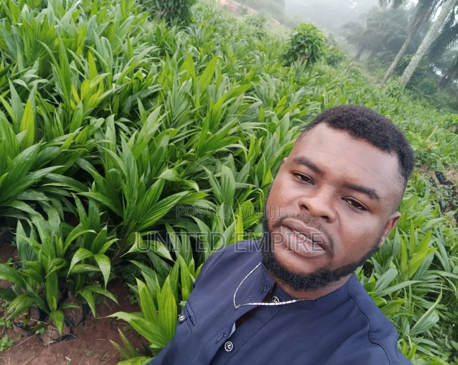 Hybrid Tenera and Malaysian Supergene Oil Palm Seedlings