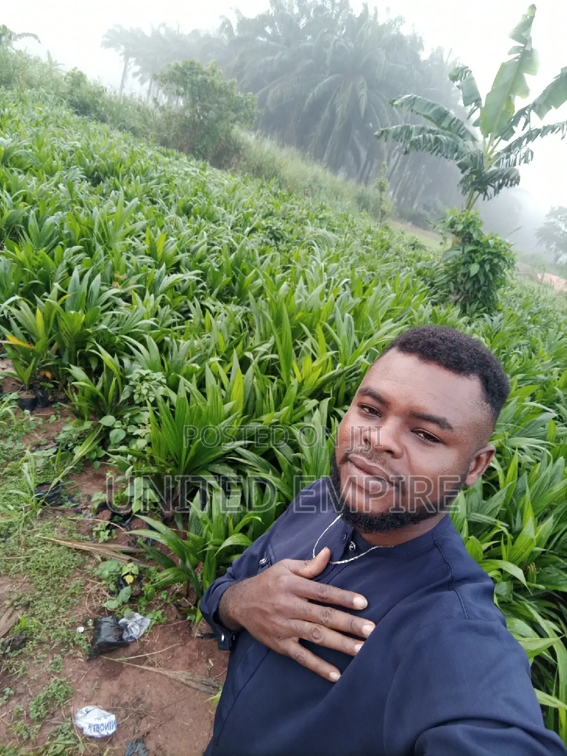 Hybrid Tenera and Malaysian Supergene Oil Palm Seedlings
