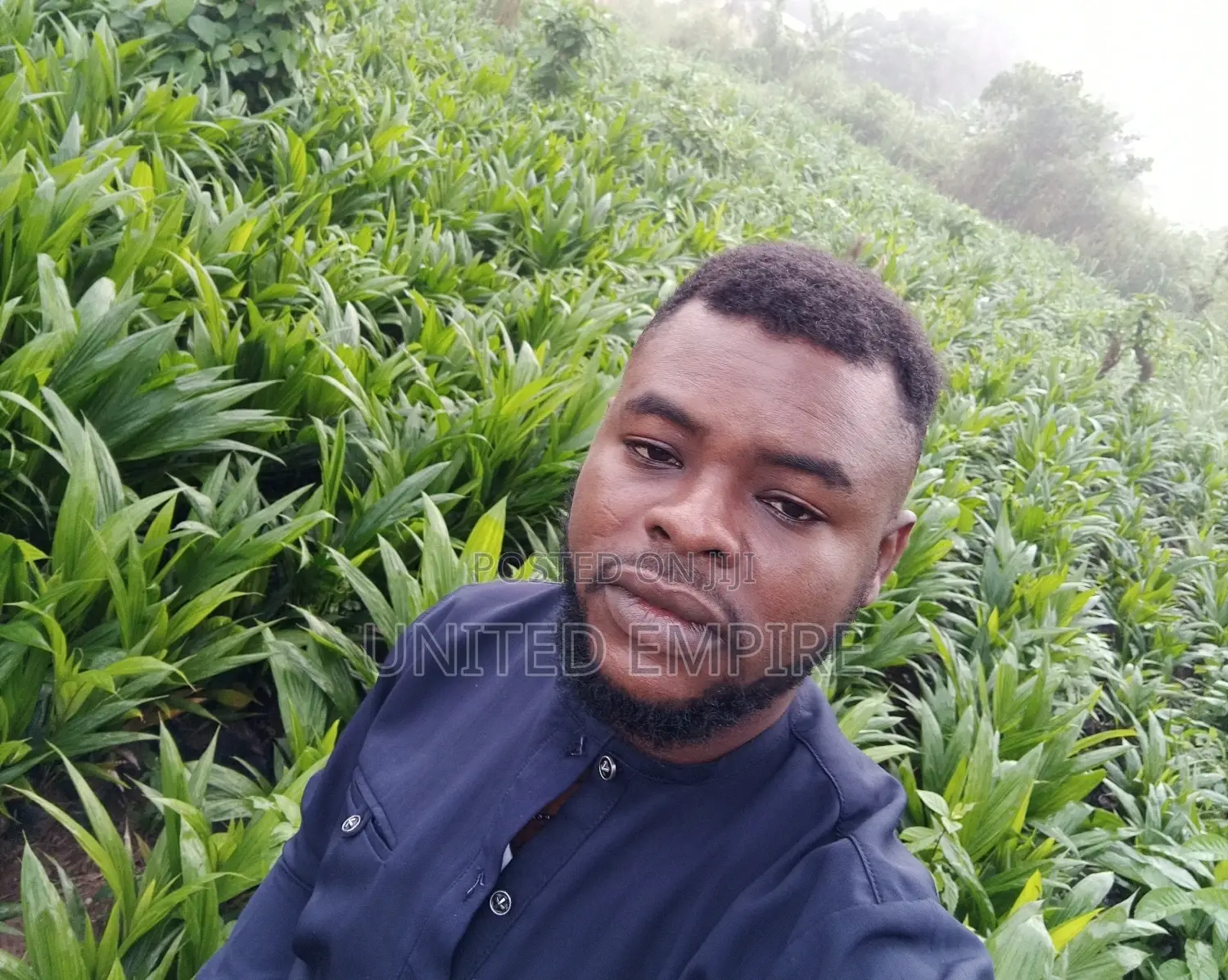 Hybrid Tenera and Malaysian Supergene Oil Palm Seedlings