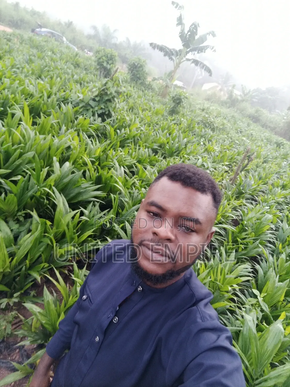 Hybrid Tenera and Malaysian Supergene Oil Palm Seedlings