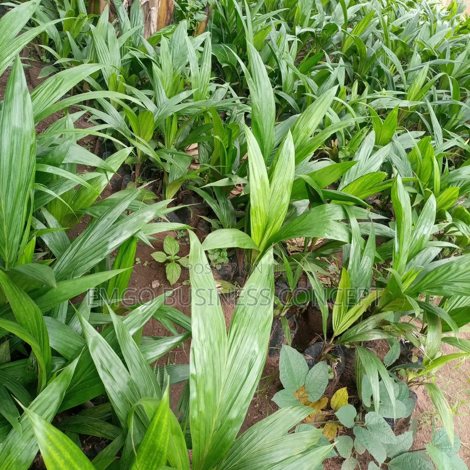 Palm Oil Tree Tenera Breed