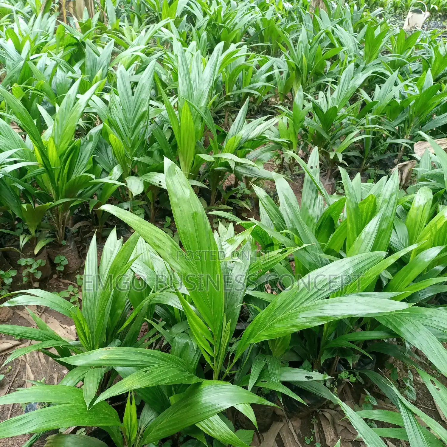 Hybrid Tenera Oil Palm Seedlings