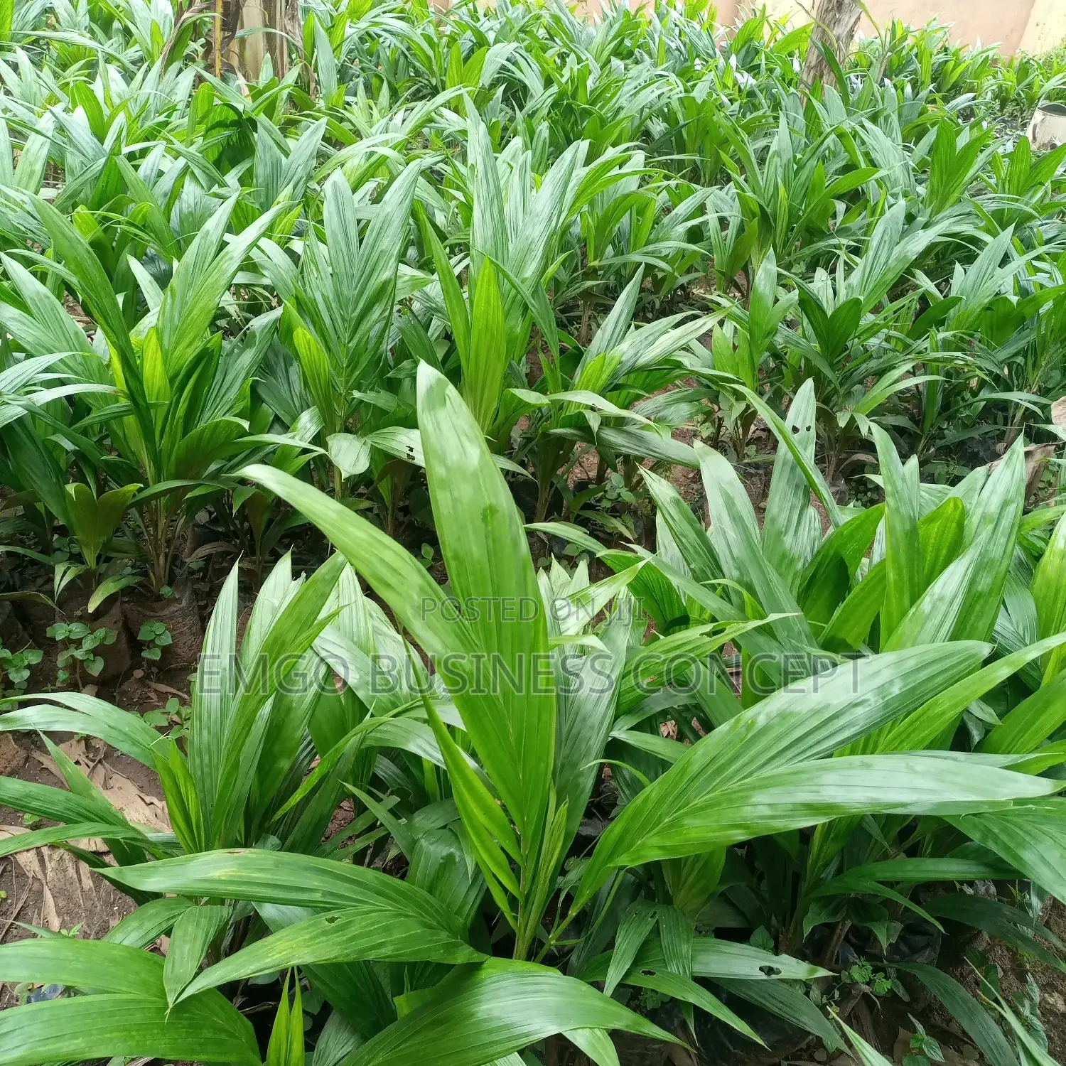Hybrid Tenera Oil Palm Seedlings