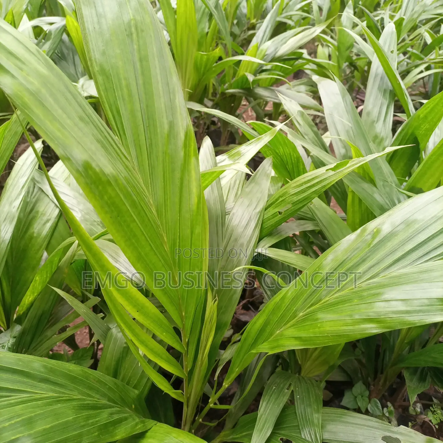 Hybrid Tenera Oil Palm Seedlings