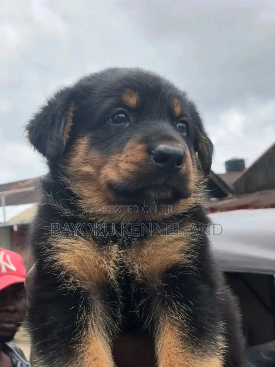 1-3 months Female Purebred Rottweiler