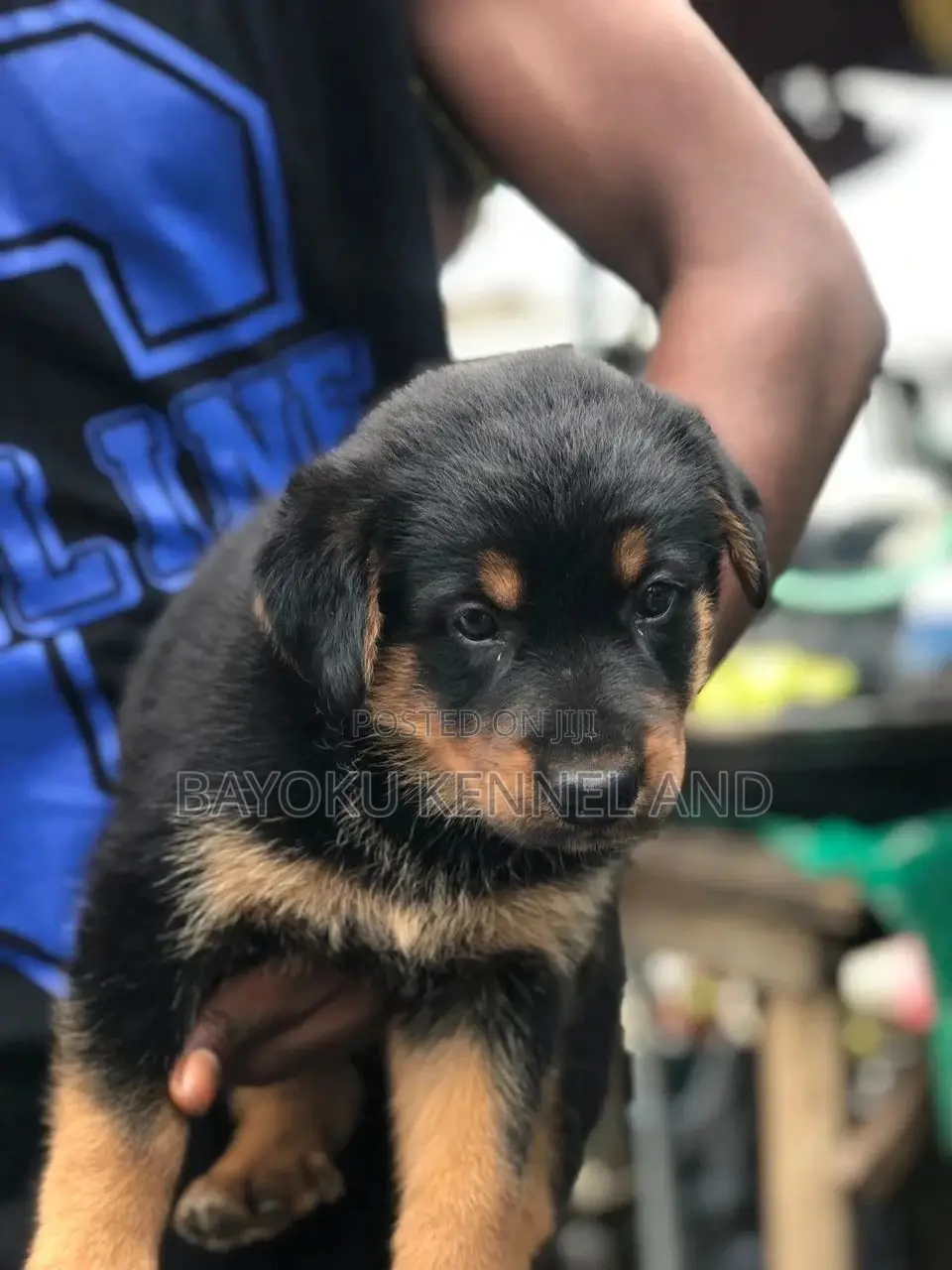 1-3 months Female Purebred Rottweiler
