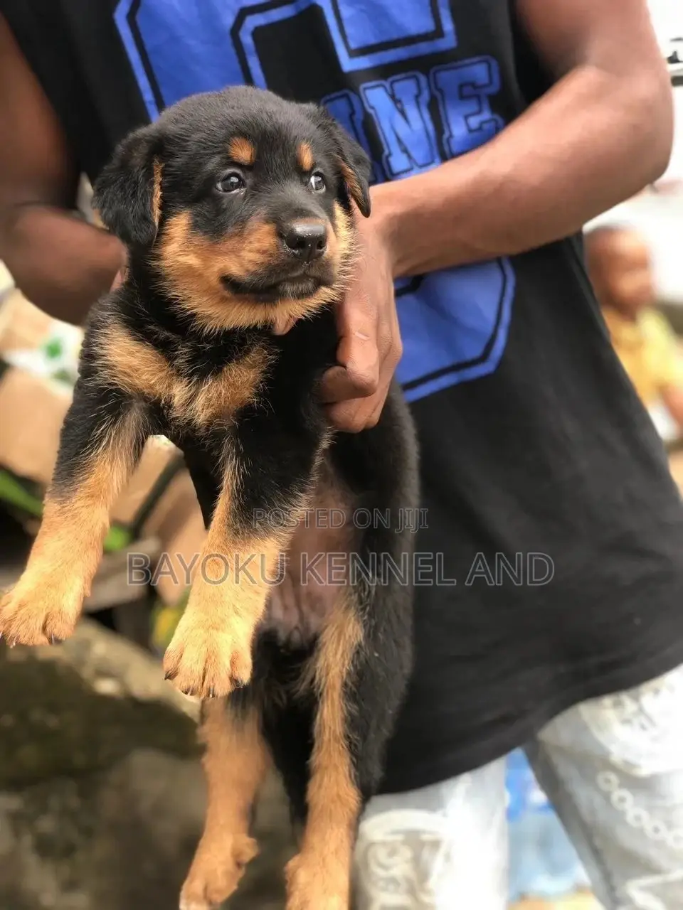 1-3 months Female Purebred Rottweiler