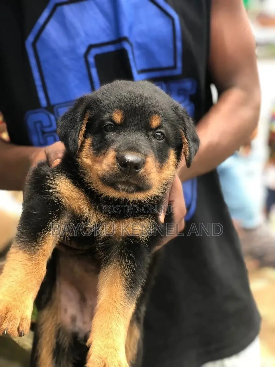 1-3 months Female Purebred Rottweiler