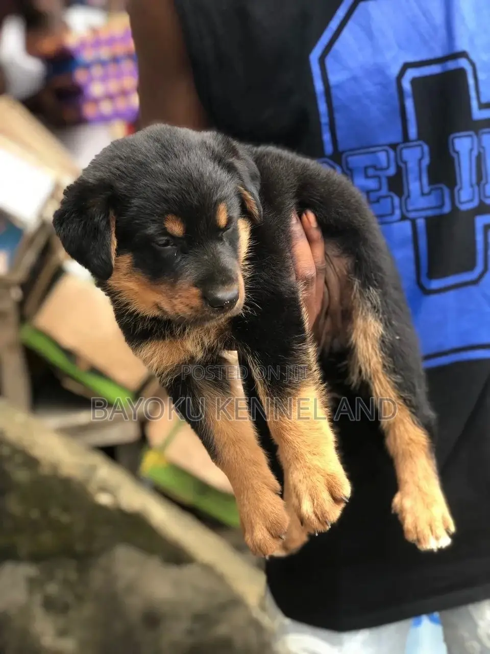 1-3 months Female Purebred Rottweiler
