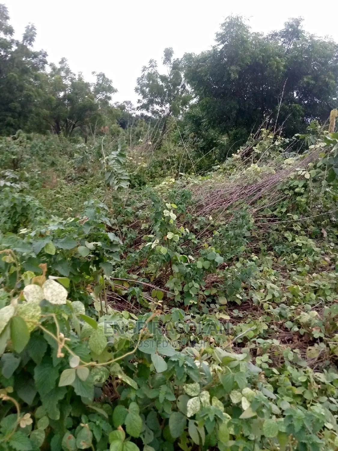 Land for at Ara Village Inside Kwara State Polytechnic I