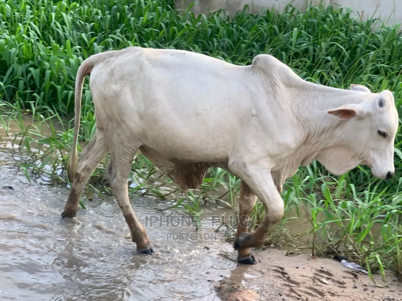 Mighty Big Cow