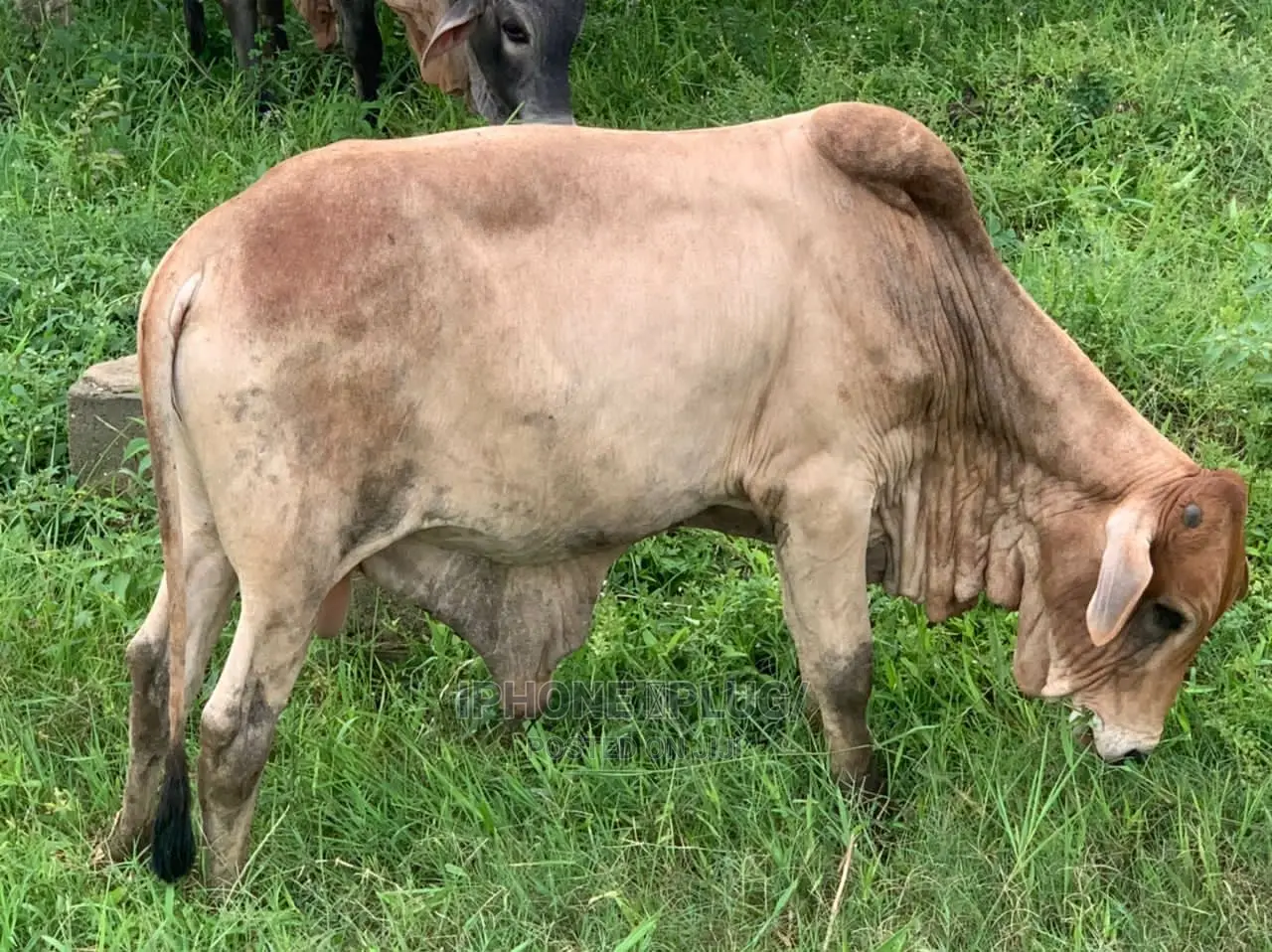 Mighty Big Cow
