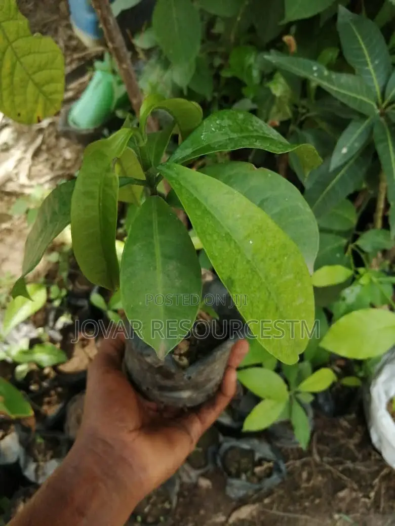 Best Bitter Kola Seedling