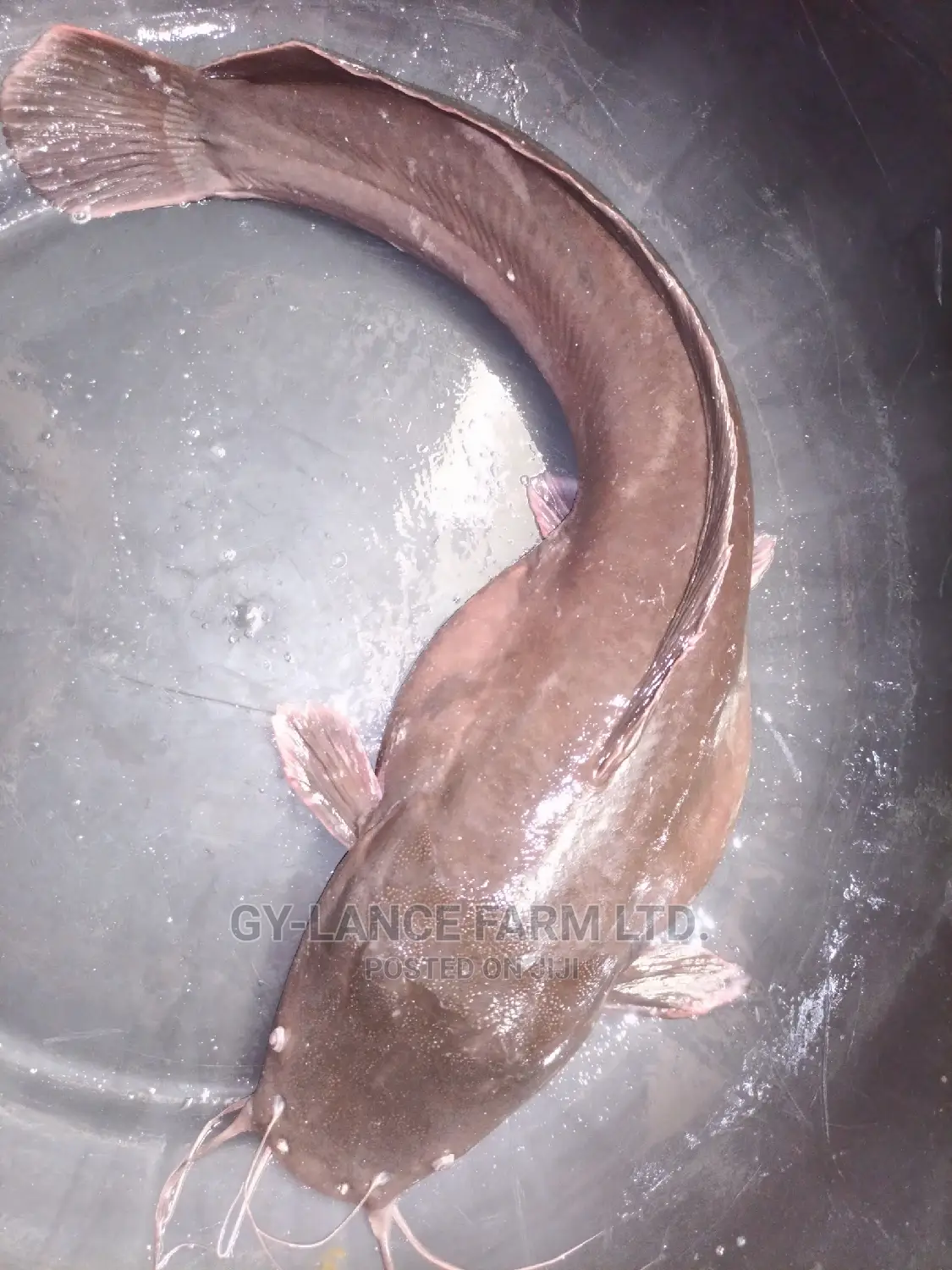 25kg Local Sinking Fish Feed (Fully Digestible)