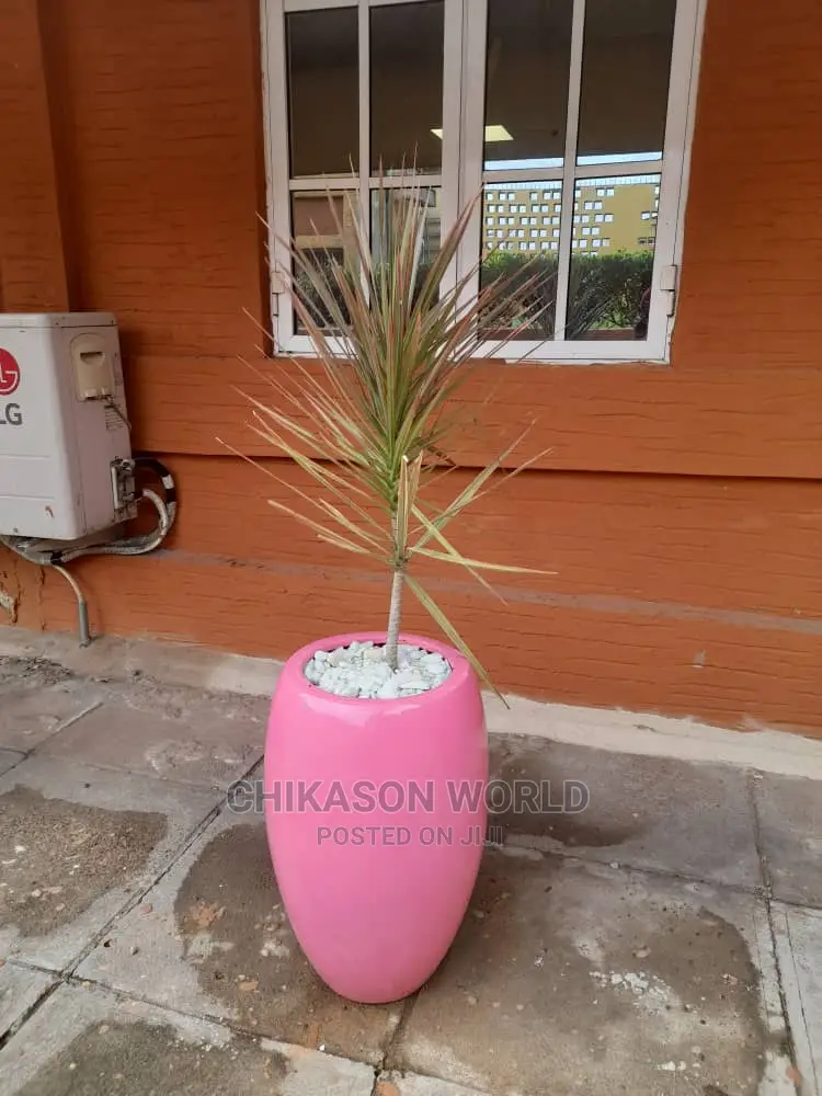 Big Plants 🪴 Flower and Vase