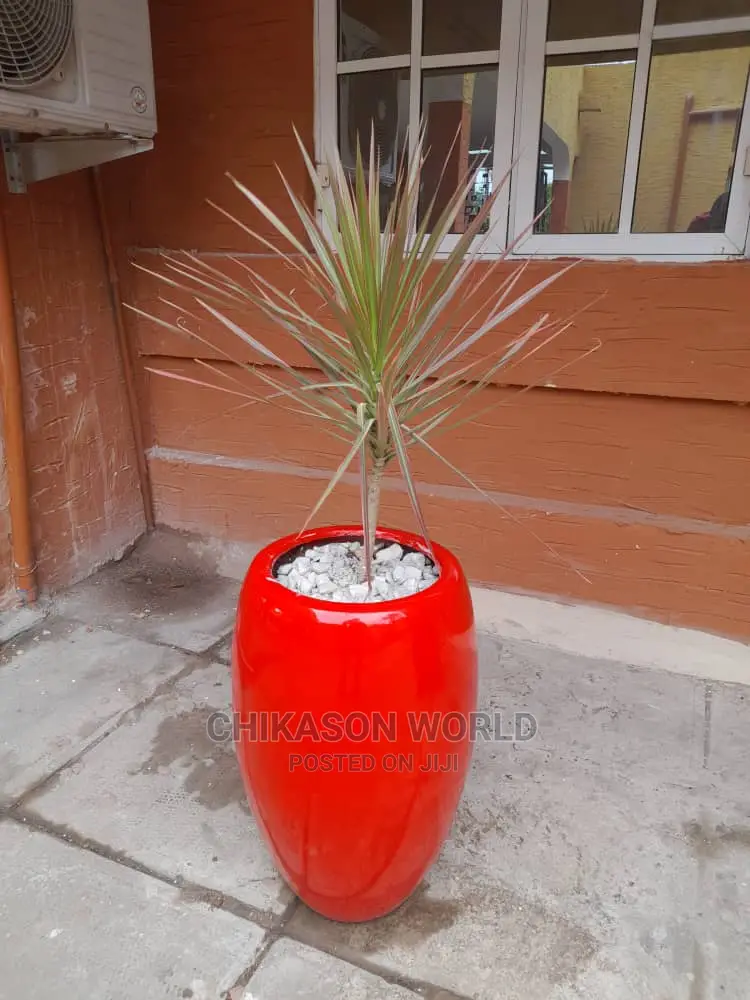 Big Plants 🪴 Flower and Vase