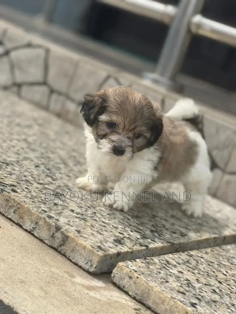 1-3 months Male Purebred Lhasa Apso