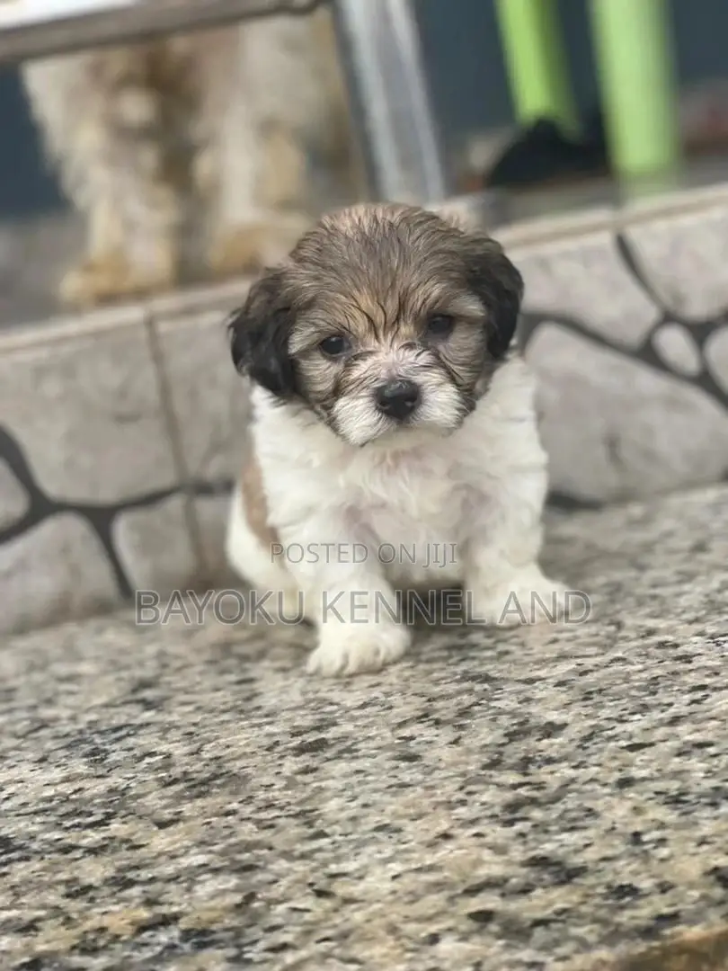 1-3 months Male Purebred Lhasa Apso