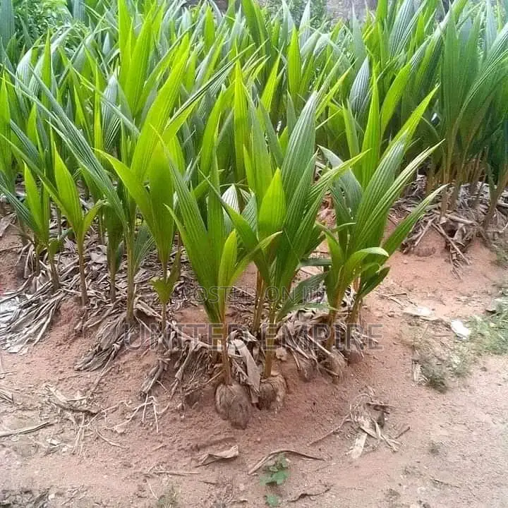Hybrid Green and Yellow Dwarf Coconut