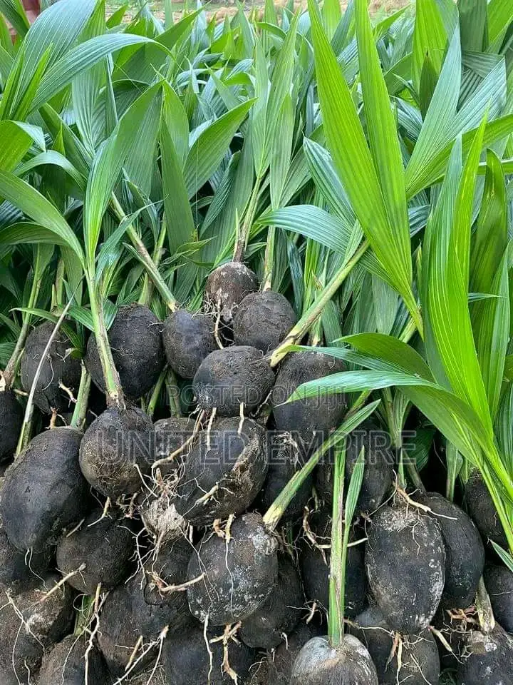 Hybrid Green and Yellow Dwarf Coconut