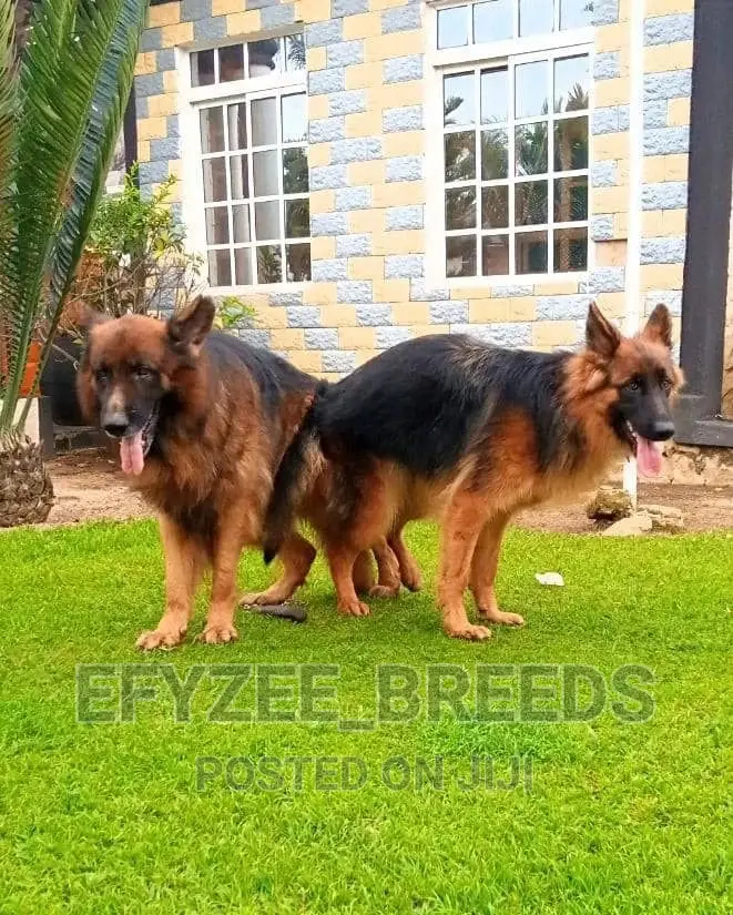 1-3 months Female Purebred German Shepherd