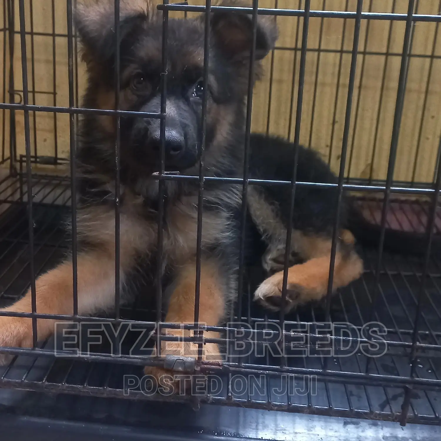 1-3 months Female Purebred German Shepherd
