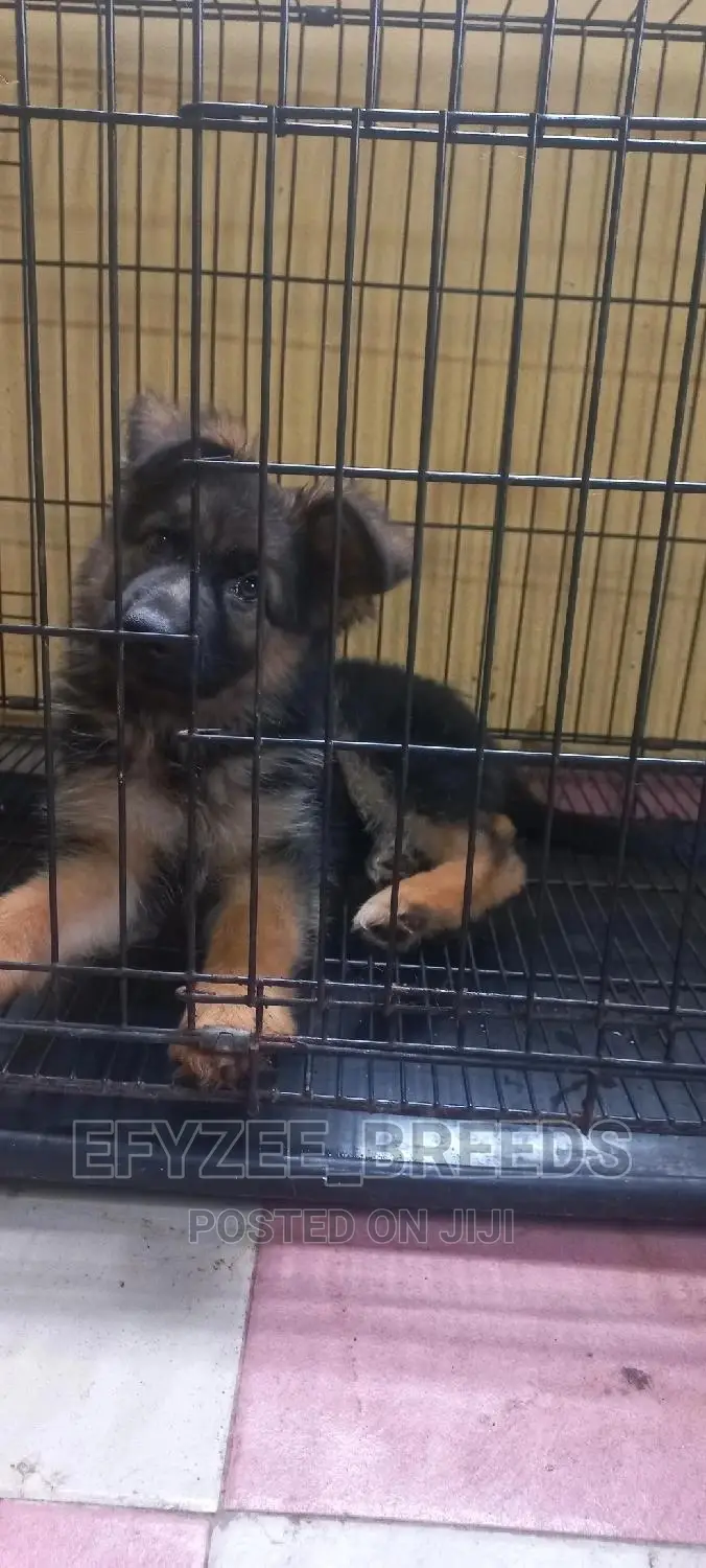 1-3 months Female Purebred German Shepherd
