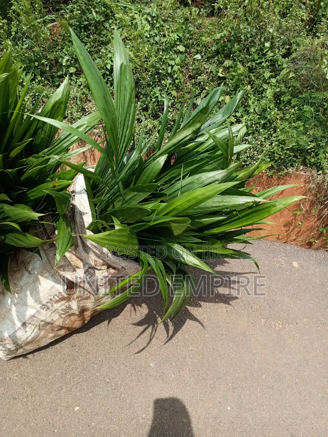 Hybrid Tenera and Malaysian Supergene Specie