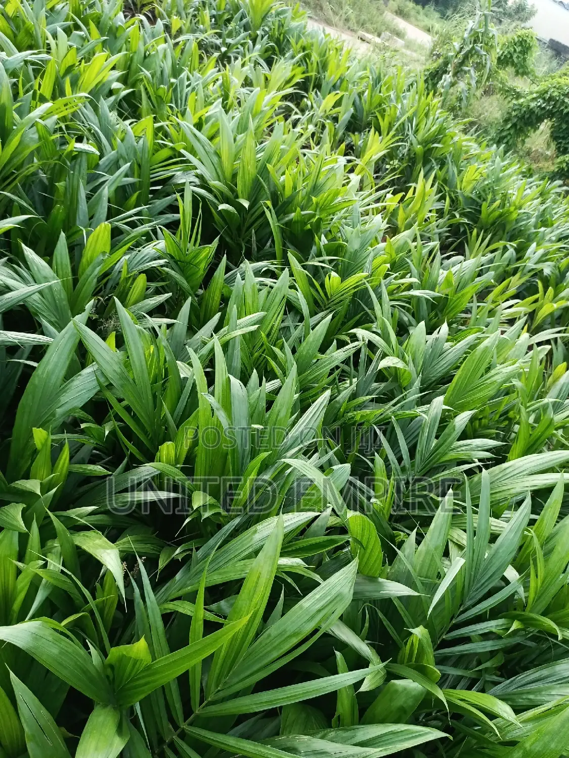 Hybrid Tenera and Malaysian Supergene Specie